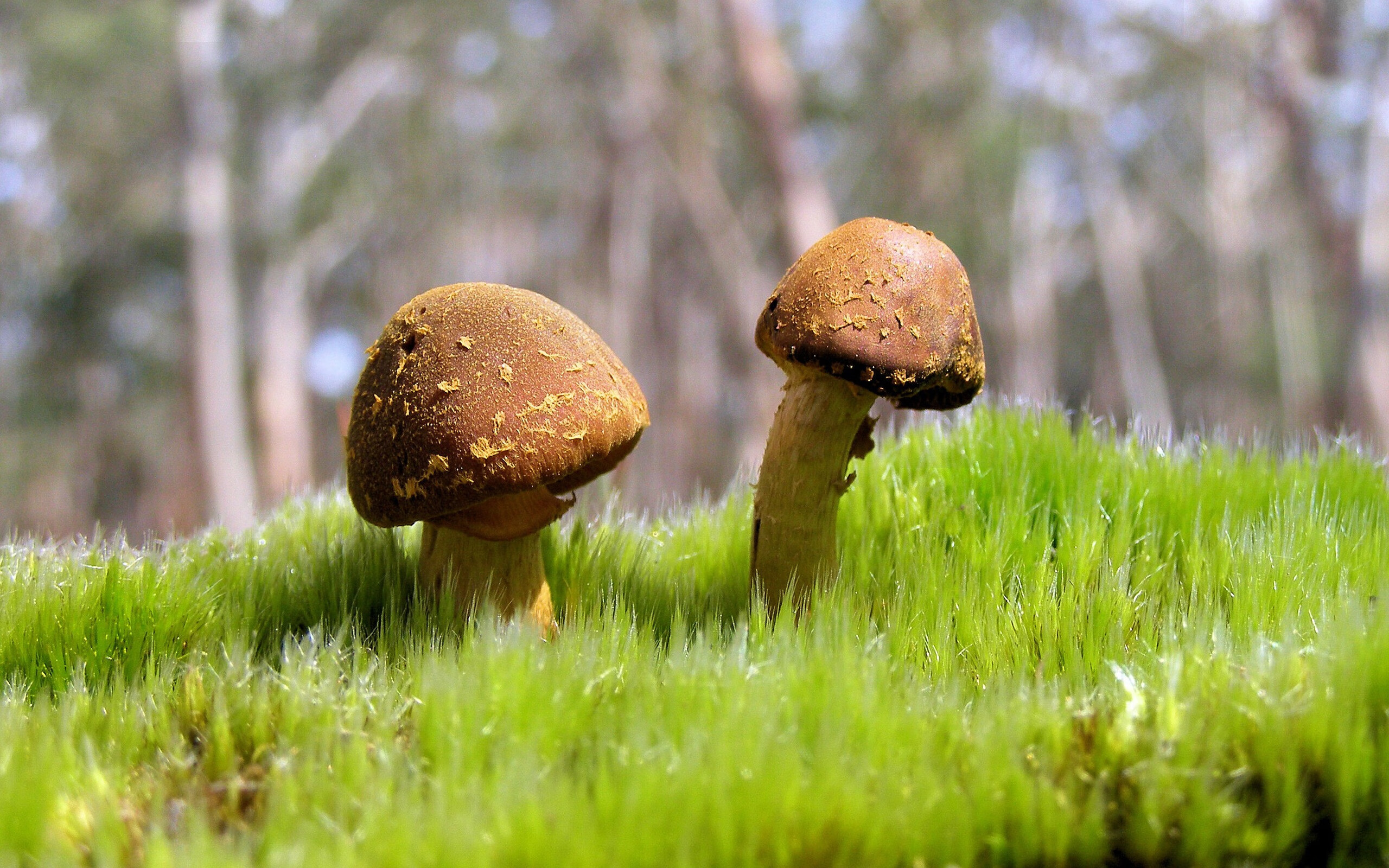 JIUYOU GAMING-“意甲战局胶着：多支队伍争夺欧战席位”，意甲战况