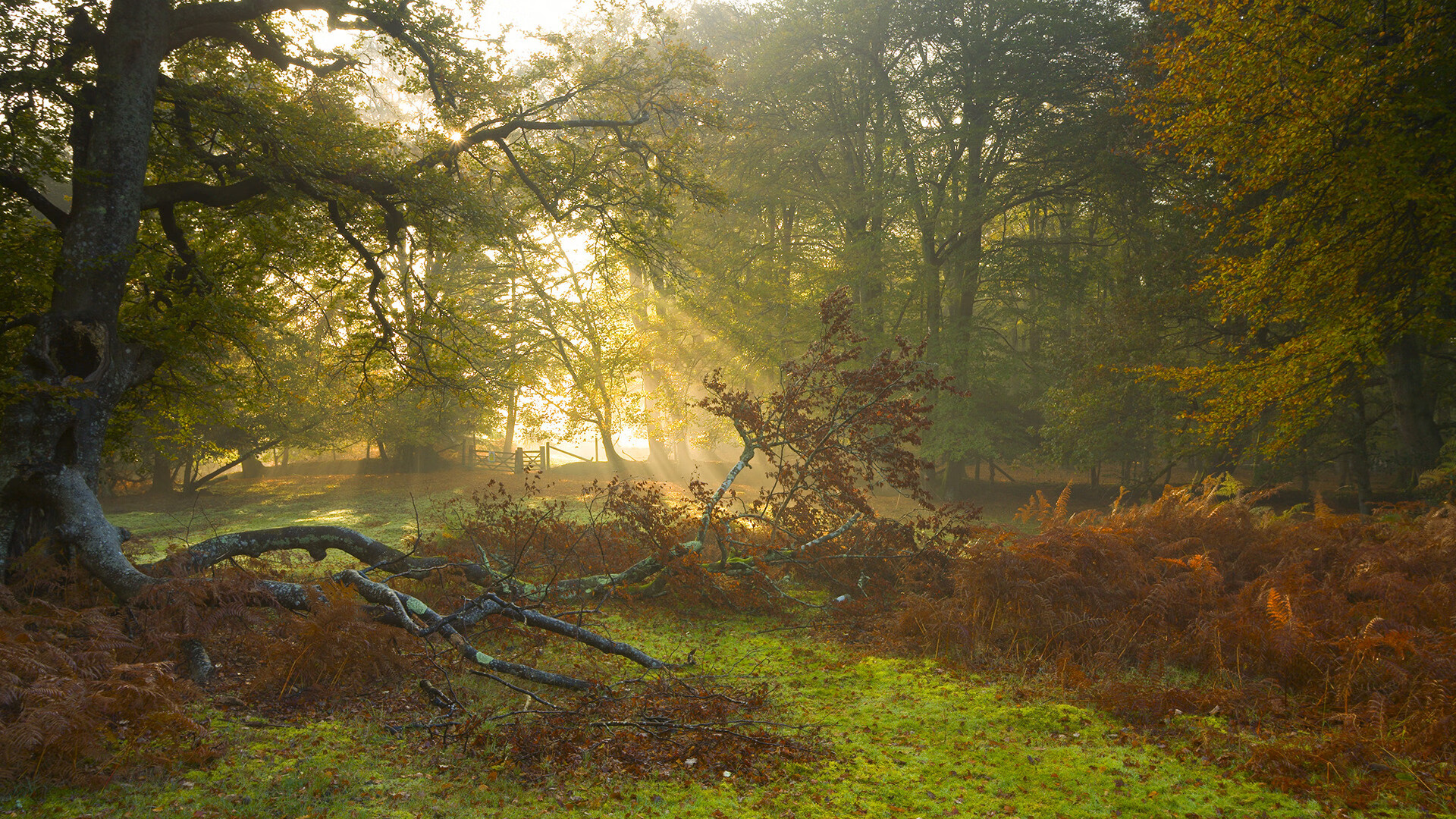 JiuyouAPP下载-“智能判罚系统的信任危机：科技在裁判中的应用效果与未来突破”